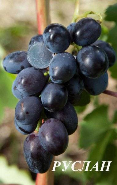 Виноград сорта руслан: описание сорта, фото и отзывы