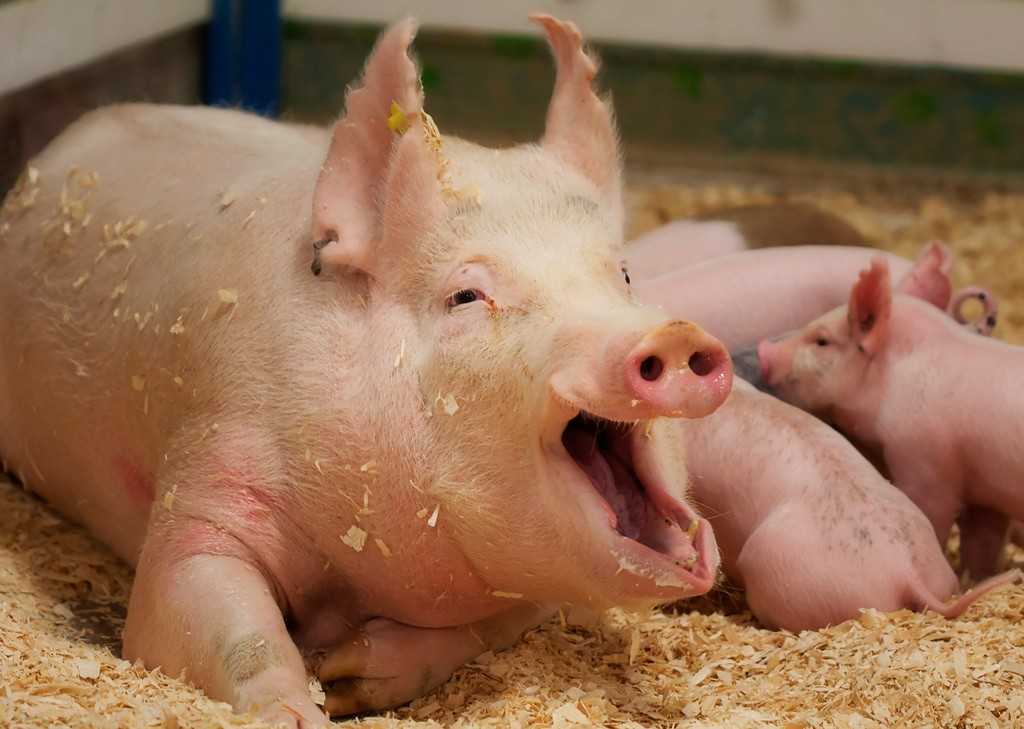 Абсцессы свиней