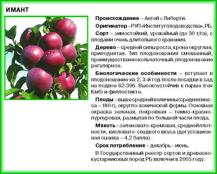 Яблоня спартан:  посадка, фото и описание сорта, отзывы