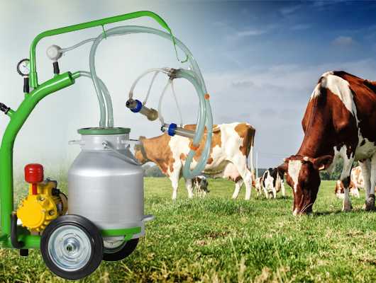 Правила машинного доения коров: как доить доильным аппаратом