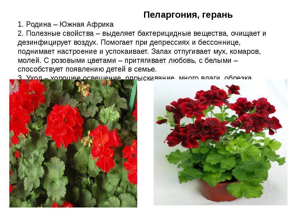 Цветок «Пеларгония»: описание, фото, уход в домашних условиях