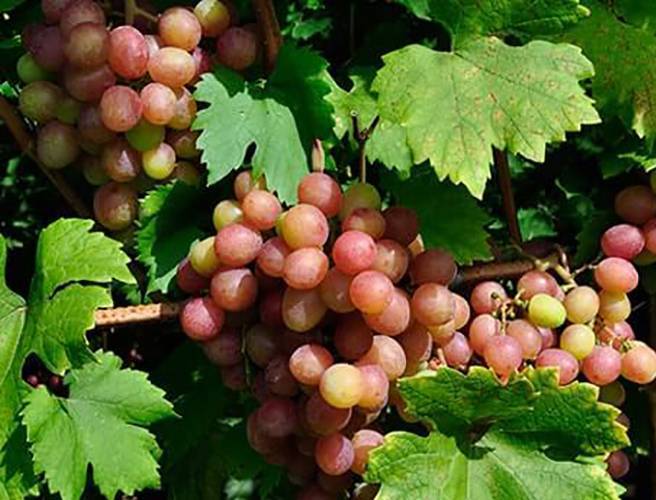 Высокоурожайный виноград «гурман»: описание и разновидности гибрида. тонкости посадки винограда «гурман» и уход за сортом - автор екатерина данилова