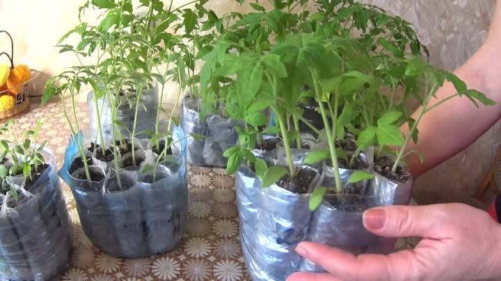 Выращивание рассады томатов в пеленках: преимущества посадки, способы. как вырастить томаты в пеленках