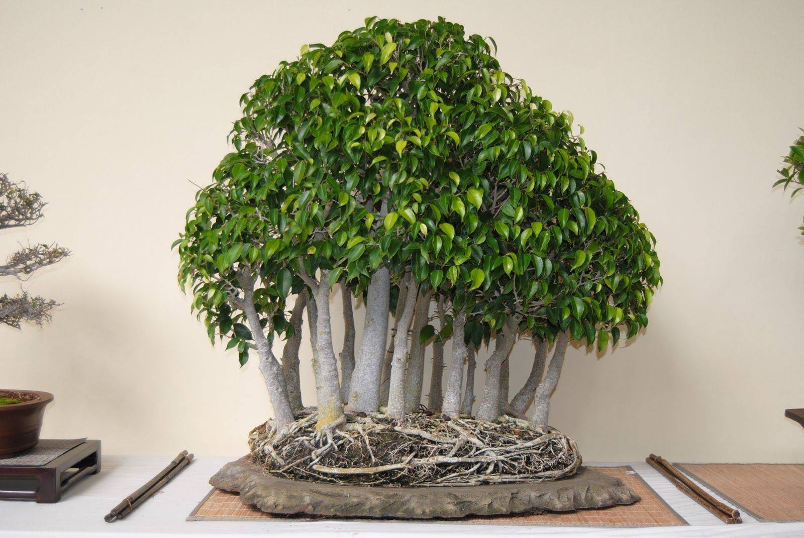 Фикус Бенджамина (Ficus benjamina)