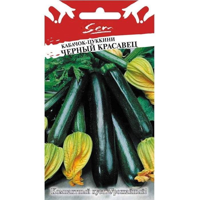 Черный красавец – неприхотливый кабачок-цуккини с отличной урожайностью
