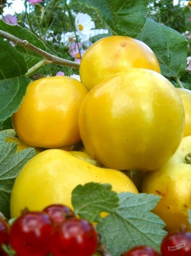 Яблоня китайка золотая: описание сорта, фото, отзывы