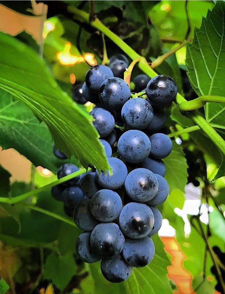 Изабелла – сайт о винограде и вине