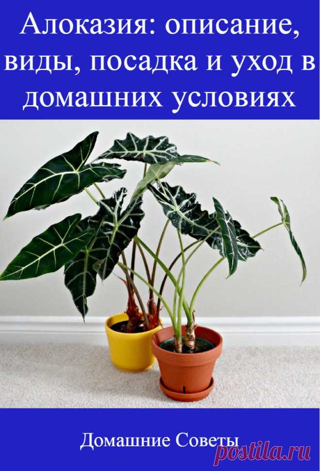 Алоказия: уход в домашних условиях, размножение и пересадка, фото, виды