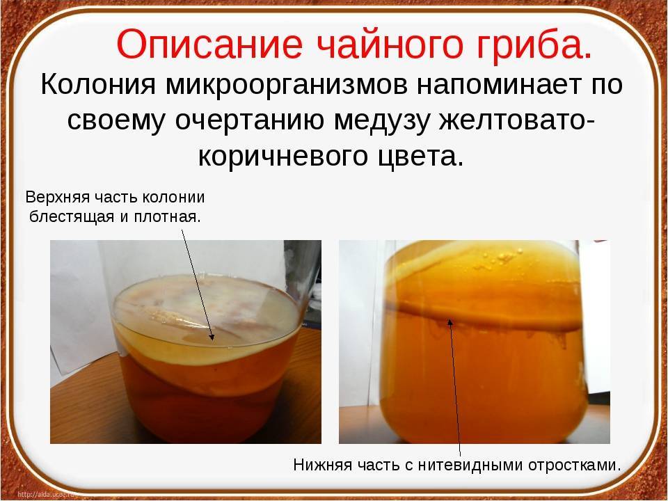 Инструкция по уходу и приготовлению напитка чайного гриба