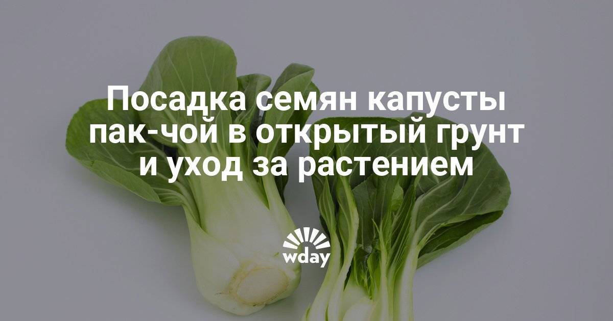 ᐉ китайская капуста пак-чой: выращивание и уход - zooon.ru