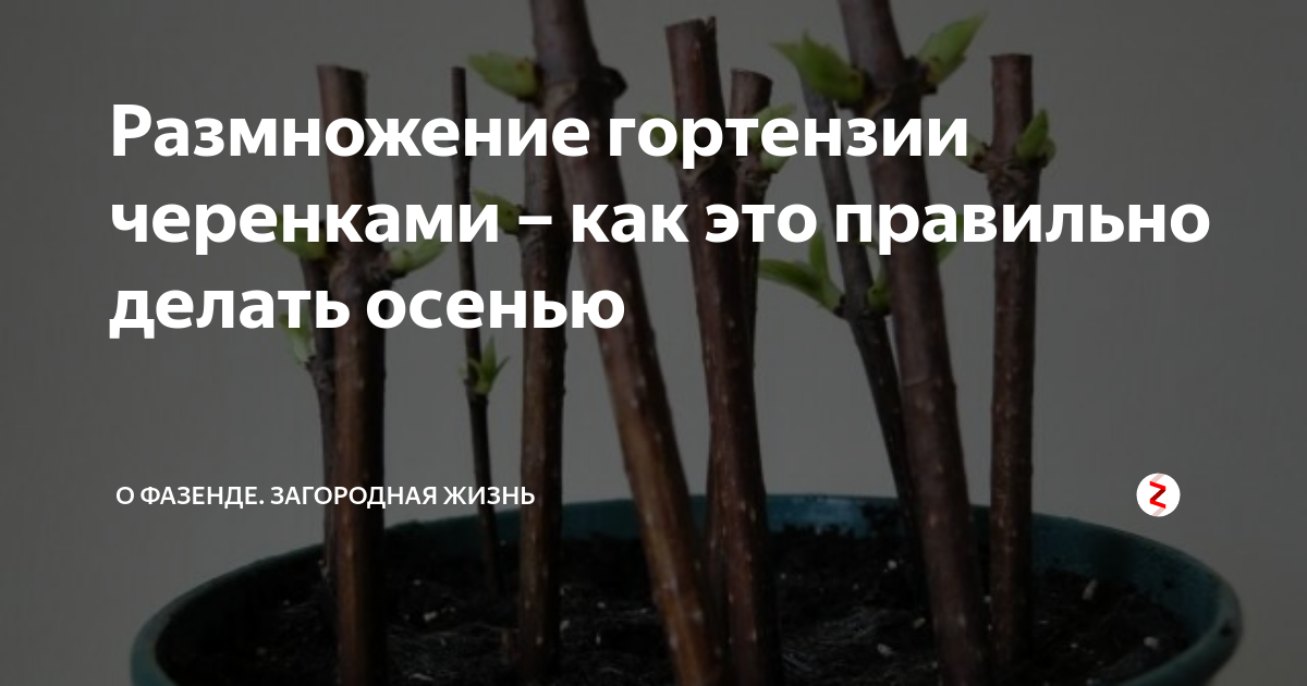 Как размножить гортензию черенками – пошаговая инструкция