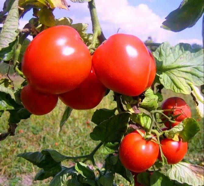 Сорта томатов для краснодарского края открытый грунт: топ лучших