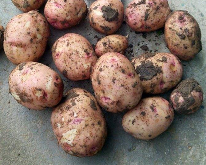 Картофель жуковский: описание сорта с фото и видео