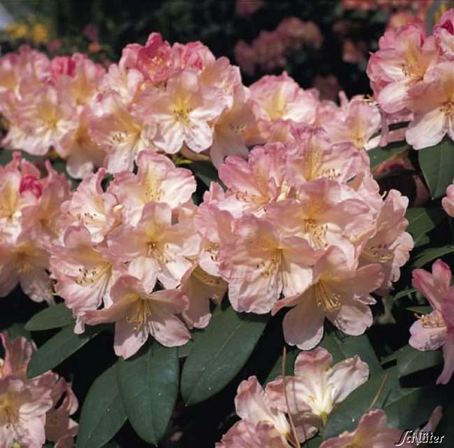 Морозоустойчивые рододендроны: фото сортов, названия и описание вечнозеленых видов (в том числе марсель менард, гибридный бразилия, эрато, перси вайсман, лита)дача эксперт