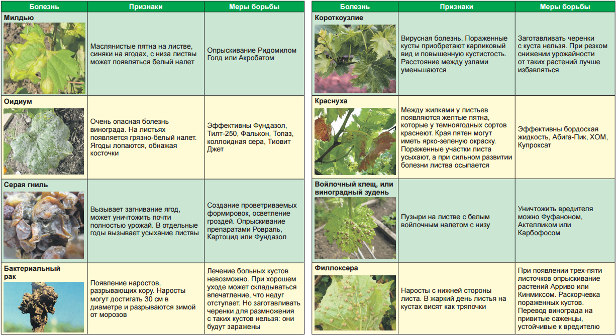Чем опрыскивать голубику. Вредители винограда описание с фотографиями на листьях и способы. Болезни винограда описание с фотографиями. Болезни и вредители винограда описание с фотографиями. Вредители винограда описание с фотографиями и способы лечения.