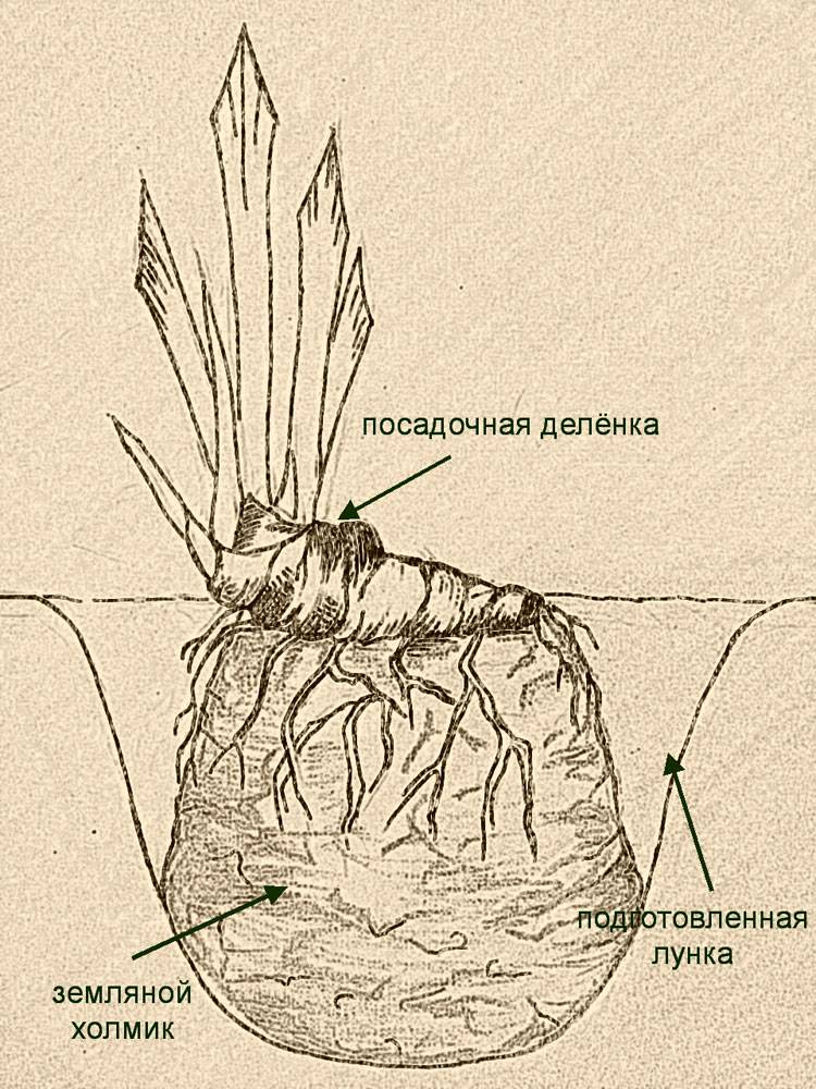 Ирисы когда пересаживать и делить. Когда сажать Ирис Корневищеый. Посадка ирисов осенью в открытый грунт. Правильная посадка ирисов. Схема посадки ирисов.