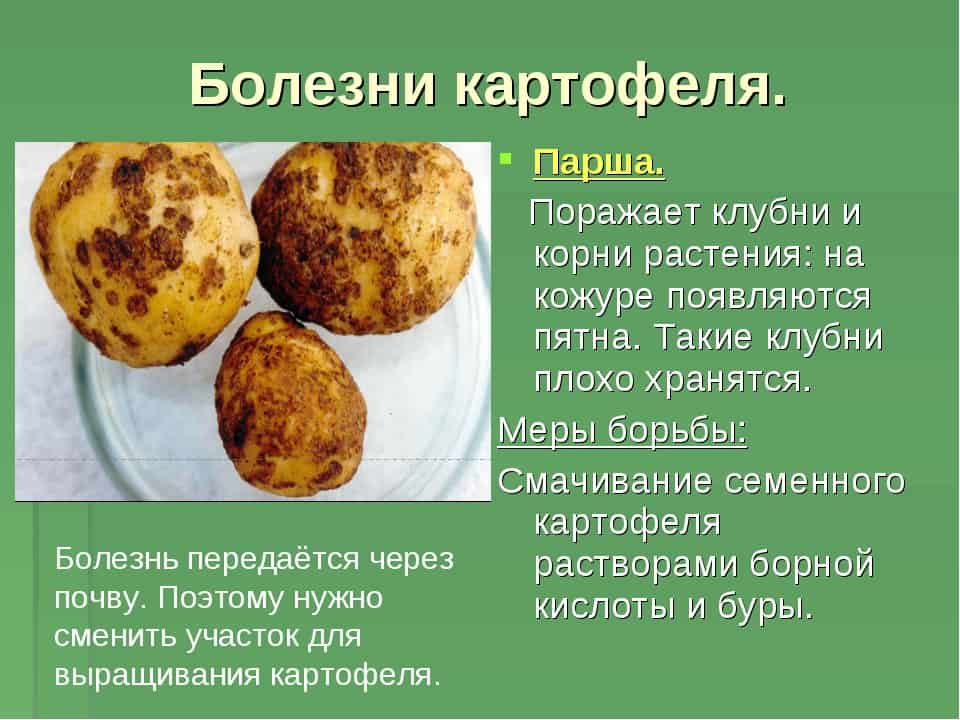 Болезни картофеля в картинках фото описание и лечение клубней