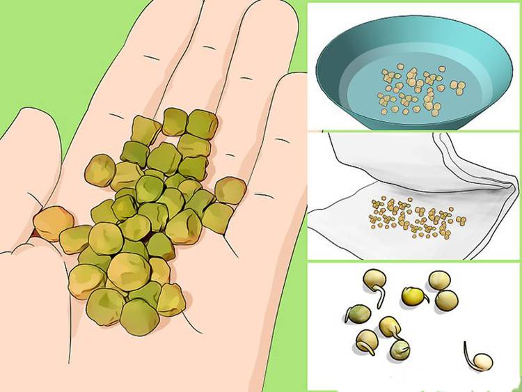Как сажать горох схема посадки