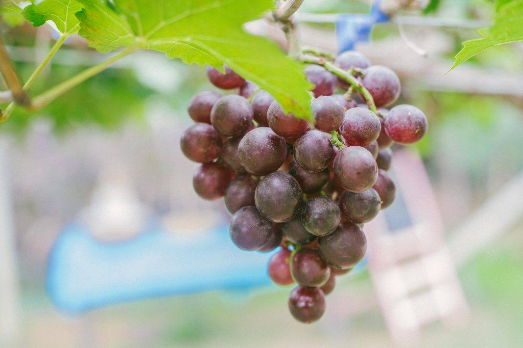 Стабильный богатый урожай каждый год с виноградом фавор