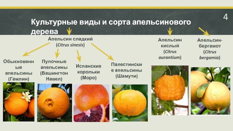 Виды апельсинов
