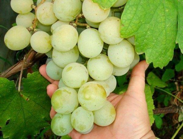 Виноград ландыш – сорт с уникальным вкусом