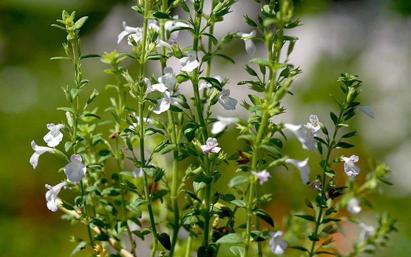 Особенности выращивания семян огородного ароматного чабера