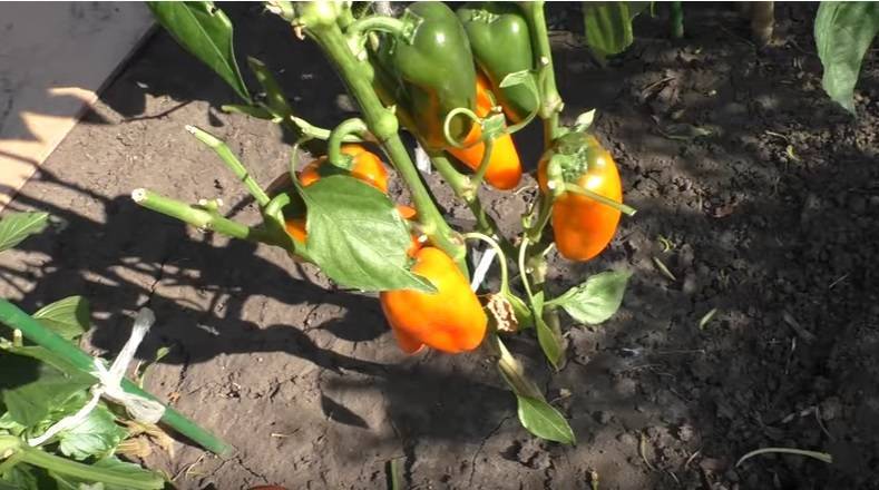 Описание сорта перца «апельсин»: отзывы, урожайность (фото)