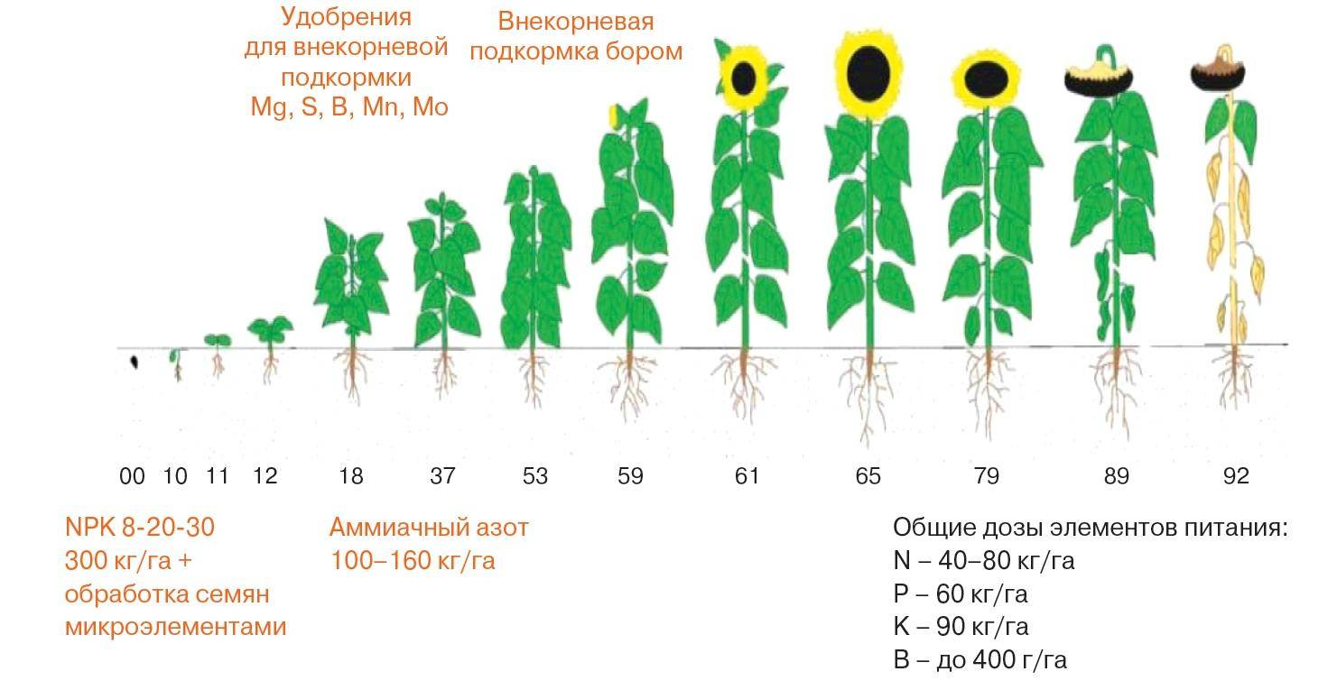 Подсолнечник: выращивание из семян, посадка и уход в открытом грунте, виды и сорта, фото