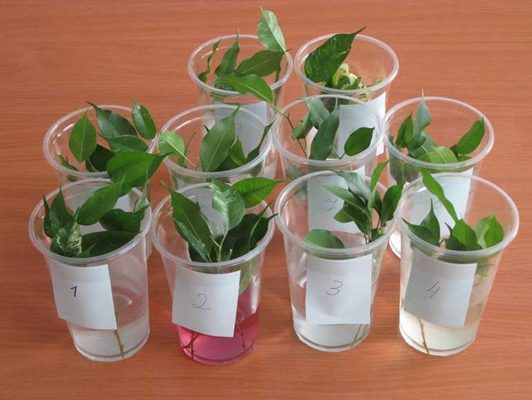 Как посадить фикус в домашних условиях. размножение и уход за растением