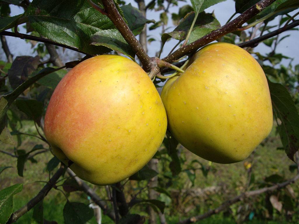 Сорт яблони корей фото и описание сорта