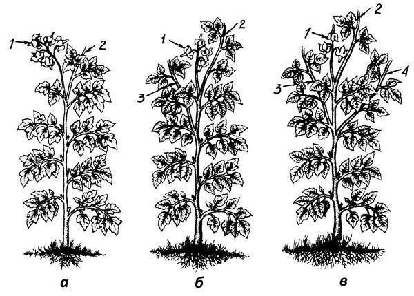 Формирование кустов томатов в открытом грунте