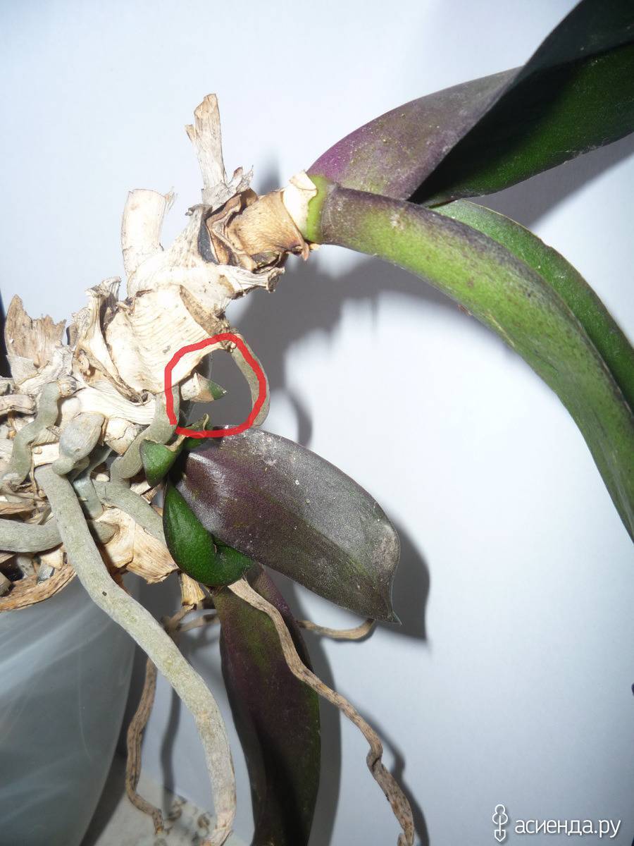Как нарастить корни у детки орхидеи, что делать в случае их отсутствия, способы решения проблемы