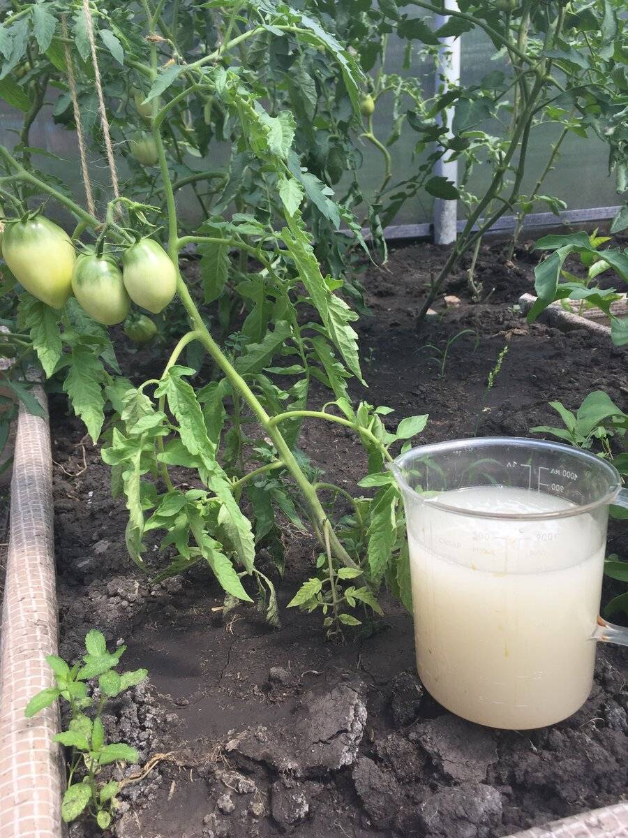 Дрожжевая подкормка для рассады томатов. Удобрение помидор дрожжами. Дрожжевая подкормка.