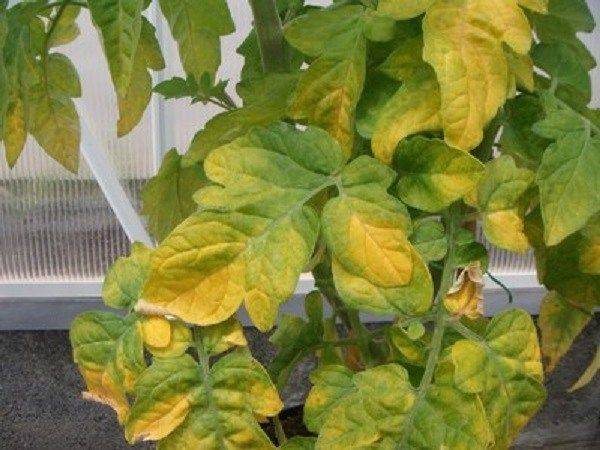 Почему сохнут и желтеют листья у помидоров в теплице: определяем причины