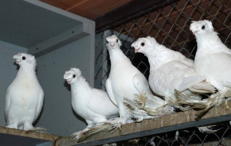 Узбекские голуби: разновидности породы и их описание
