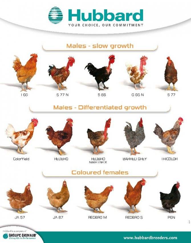 Бройлер росс 308 и кобб 500 - сравнение, характеристика, какие лучше для дома, виды цыплят, какие растут в домашних условиях
