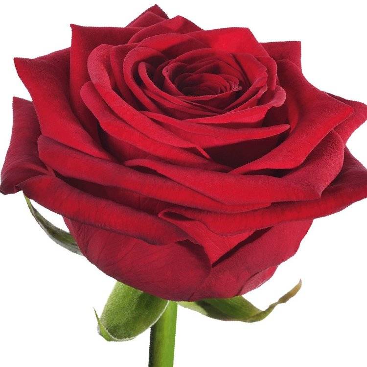 Изысканная роза ред наоми: описание и фото сорта, особенности цветения, уход и другие нюансы