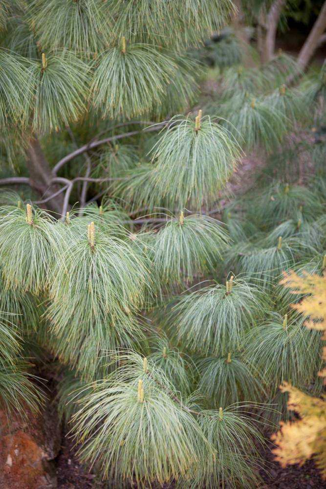 Канадская ель коника, как ухаживать за деревом в открытом грунте и в домашних условиях - 14 фото