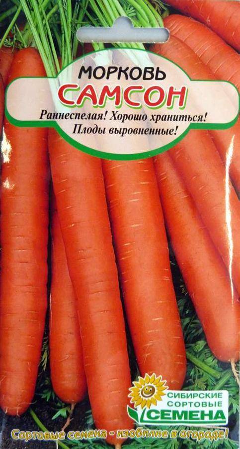 Популярный в россии сорт моркови самсон – характеристика, особенности выращивания