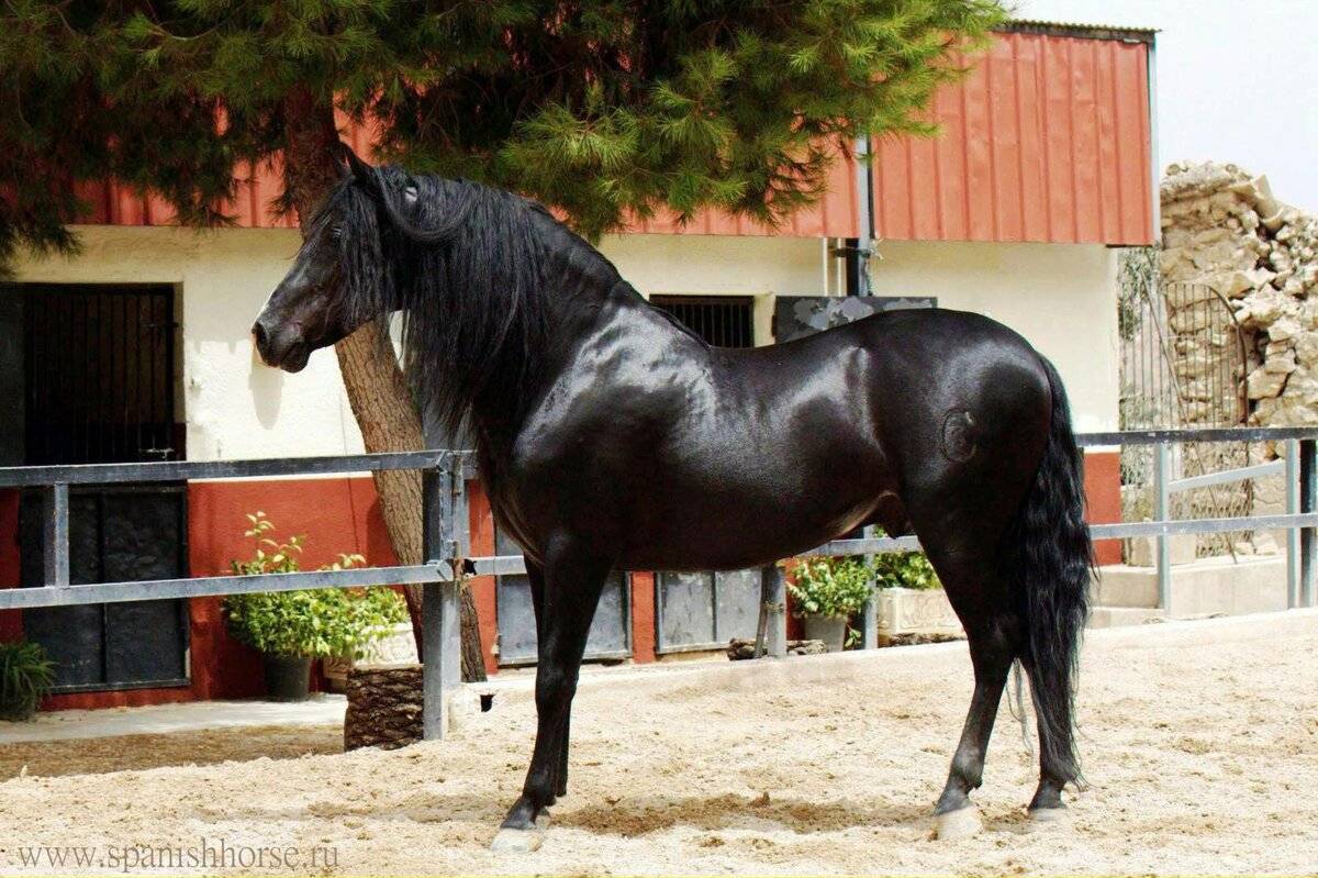 ᐉ андалузская порода лошадей: описание и характеристика - zooon.ru