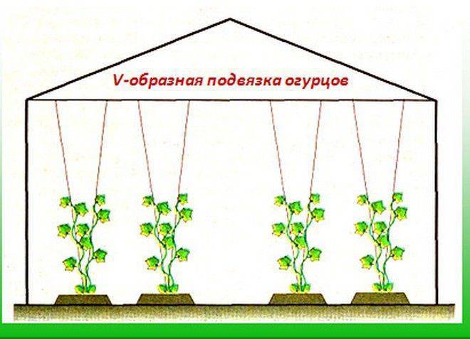 Выращивание огурцов в теплице из поликарбоната: зимой и летом