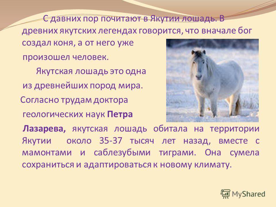 Якутская лошадь: фото, описание, характеристика
