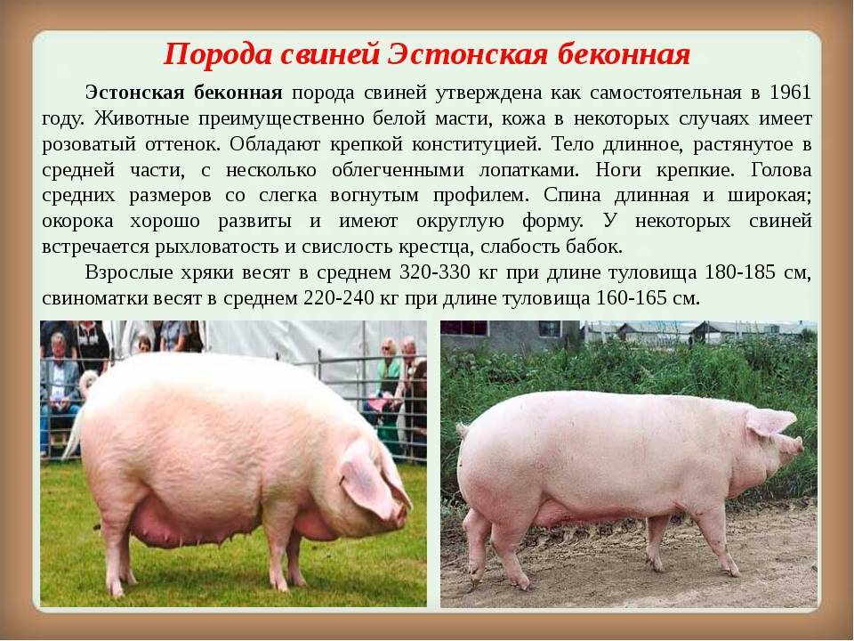 Белорусская порода поросят фото и описание