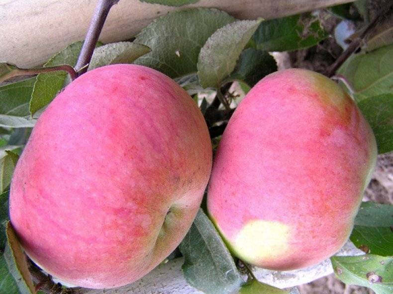 Сорт яблони «орловим» - описание, фото, отзывы садоводов. посадка и уход в подмосковье