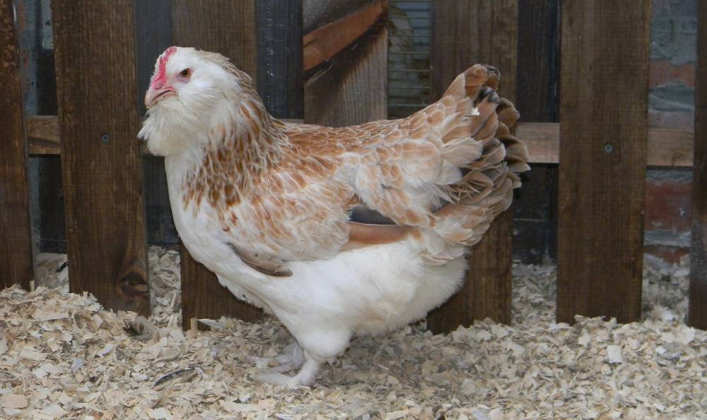 Курицы породы Фавероль