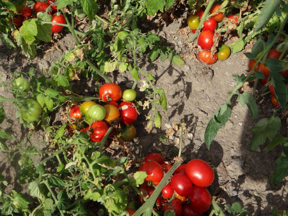 Томат турбореактивный: отзывы тех кто сажал помидоры об их урожайности в открытом грунте, характеристика и описание сорта, видео и фото семян сибирский сад