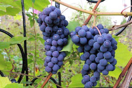 Сорт винограда Изабелла: посадка и уход