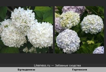 Гортензия древовидная: посадка, уход, описание, обрезка весной и осенью, сорта с фото