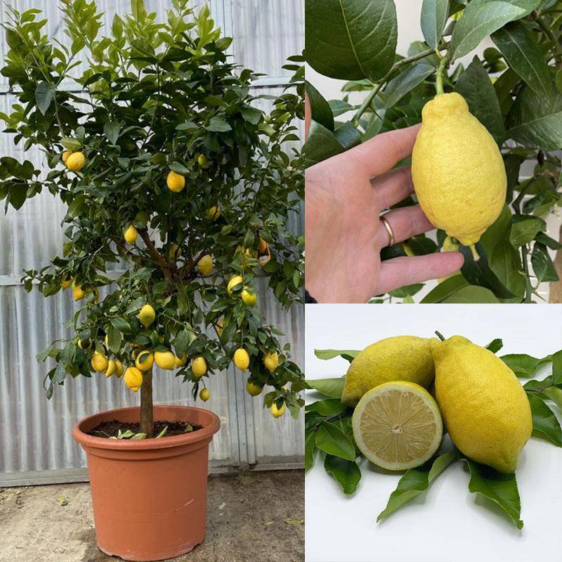 Описание лимона лунарио характеристика и советы по уходу - огород и сбор