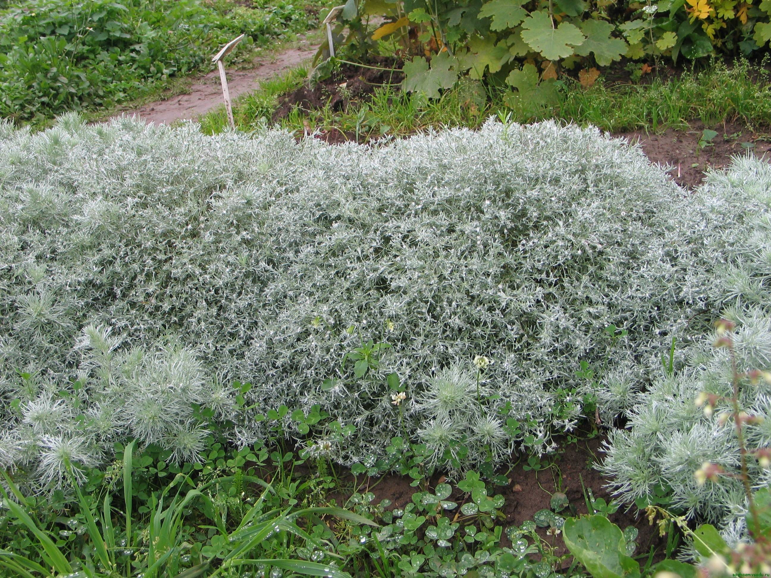 Полынь Шмидта Нана Artemisia schmidtiana Nana